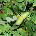Image of Quercus petraea