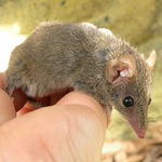 Image of Antechinus stuartii