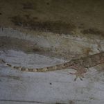 Image of Gekko chinensis