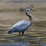 Image of Ardea herodias