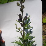 Go to this species on the OneZoom tree of life