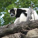 Black-and-white ruffed lemur