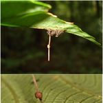 Image of Ophiocordyceps unilateralis