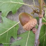 Go to this species on the OneZoom tree of life