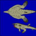 Go to this species on the OneZoom tree of life