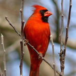 Image of Cardinalis cardinalis