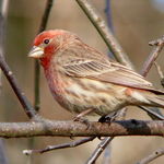 Image of Carpodacus mexicanus