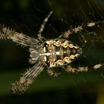 Go to this species on the OneZoom tree of life