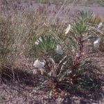 Image of Oenothera harringtonii