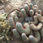 Image of Mammillaria bombycina