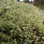 Image of Cladonia stygia