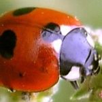 Image of Coccinella quinquepunctata