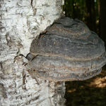 Image of Fomes fomentarius