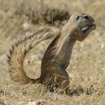 Image of Xerus inauris