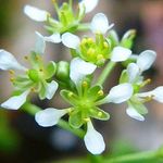 Image of Cochlearia bavarica