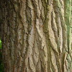 Go to this species on the OneZoom tree of life