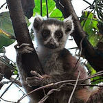 Go to this species on the OneZoom tree of life