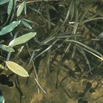 Go to this species on the OneZoom tree of life