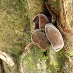 Image of Auricularia nigricans
