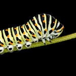 Image of Papilio machaon