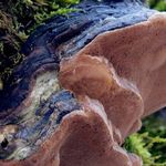 Go to this species on the OneZoom tree of life