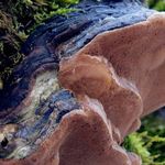 Image of Phellinus igniarius