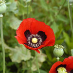 Image of Papaver somniferum