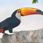 Image of Ramphastos toco