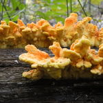 Image of Laetiporus sulphureus