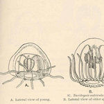 Go to this species on the OneZoom tree of life