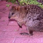 Go to this species on the OneZoom tree of life