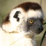 Image of Propithecus verreauxi