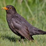 Image of Turdus merula