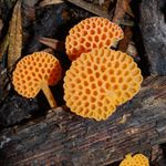 Image of Favolaschia calocera