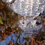 Image of Alligator mississippiensis