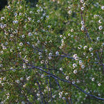 Go to this species on the OneZoom tree of life