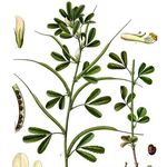 Image of Trigonella foenum-graecum