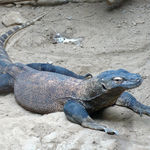 Image of Varanus komodoensis