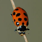 Lady beetles