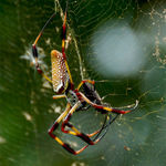 Go to this species on the OneZoom tree of life