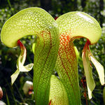 Image of Darlingtonia californica