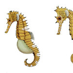 Thorny seahorse