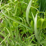 Image of Fritillaria thunbergii