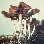 Image of Psilocybe cyanescens