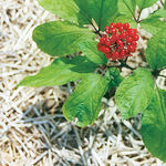 Image of Panax ginseng