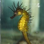 Seahorses