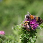 Image of Bombus hypnorum