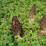 Image of Morchella elata