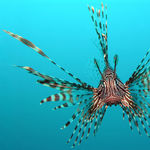 Image of Pterois volitans