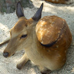 Image of Cervus nippon